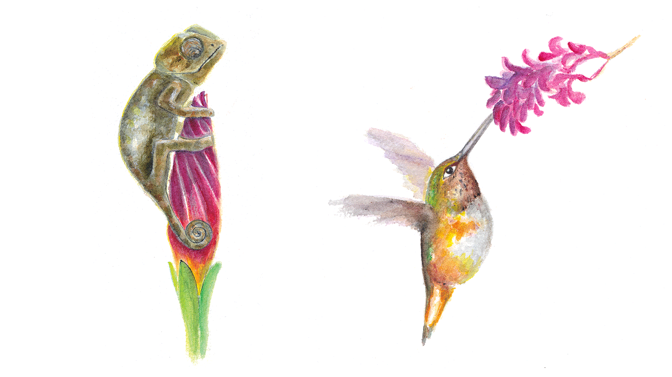 animalscham-e-colibrì