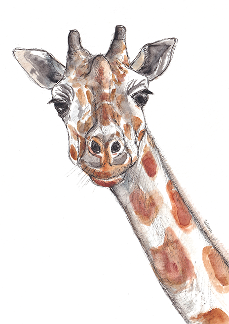 AnimalsColletion_giraffe